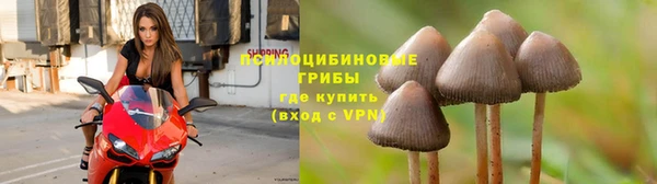 крисы Горняк